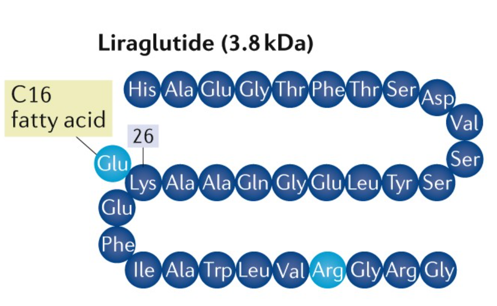 Liraglutid: GLP-1 receptor agonista, amely fokozza az anyagcserét
